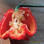 Toxicology Answer: The Capsaicin Found in Hot Peppers and Chilis